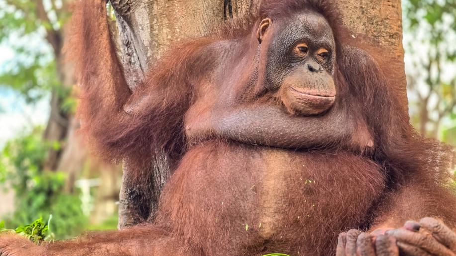 Pražská zoo v sobotu oslaví Mezinárodní den orangutanů