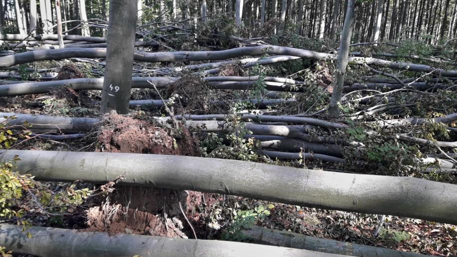 V roce 2024 největší škody v lesích způsobil vítr
