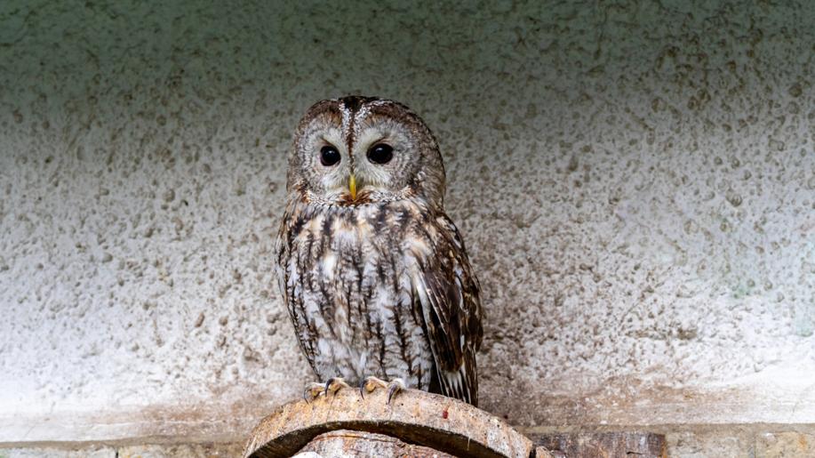 Den adoptivních rodičů už na konci srpna v Zoo Brno