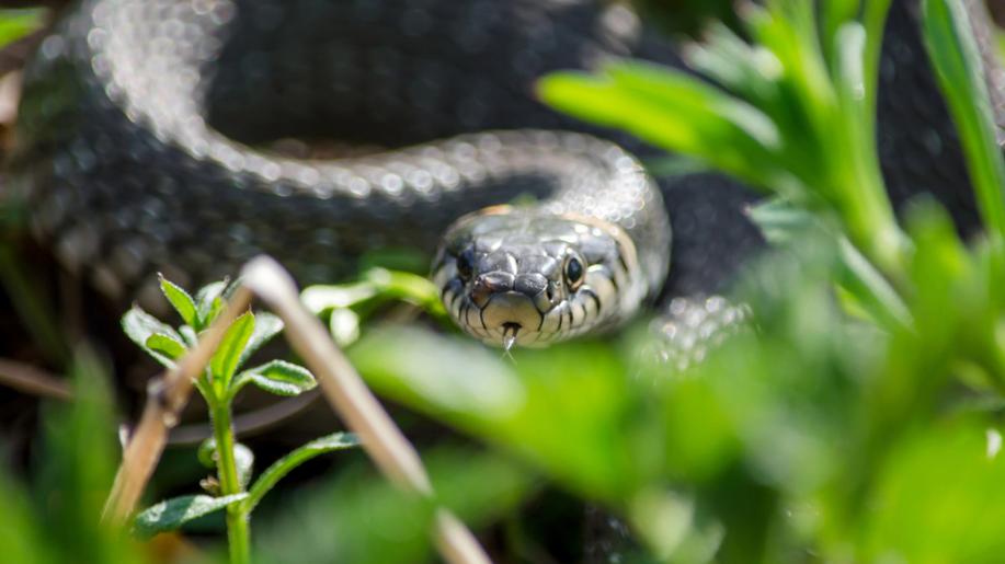 Vědci objevili v ČR geneticky unikátní užovku, nález přirovnávají k živé fosilii
