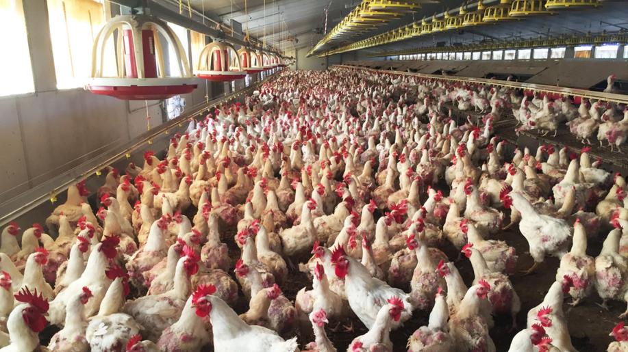 První německé země zavedly kvůli ptačí chřipce povinnost chovu v halách