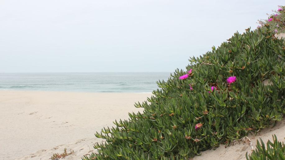 Sociální sítě pomáhají vědcům sledovat kvetení invazních rostlin napříč šesti zeměmi