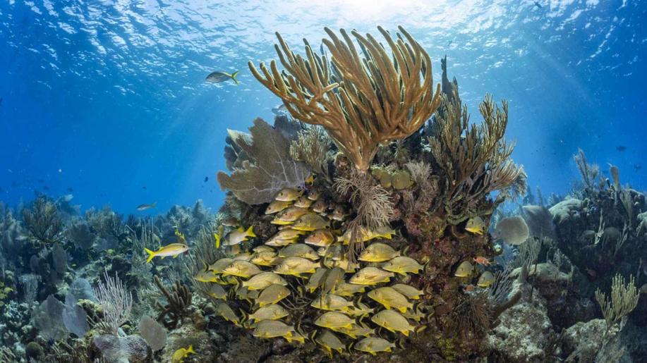 Canon a fotograf Martin Strmiska ve Světě nevídaném ukazují krásu i zranitelnost korálových útesů