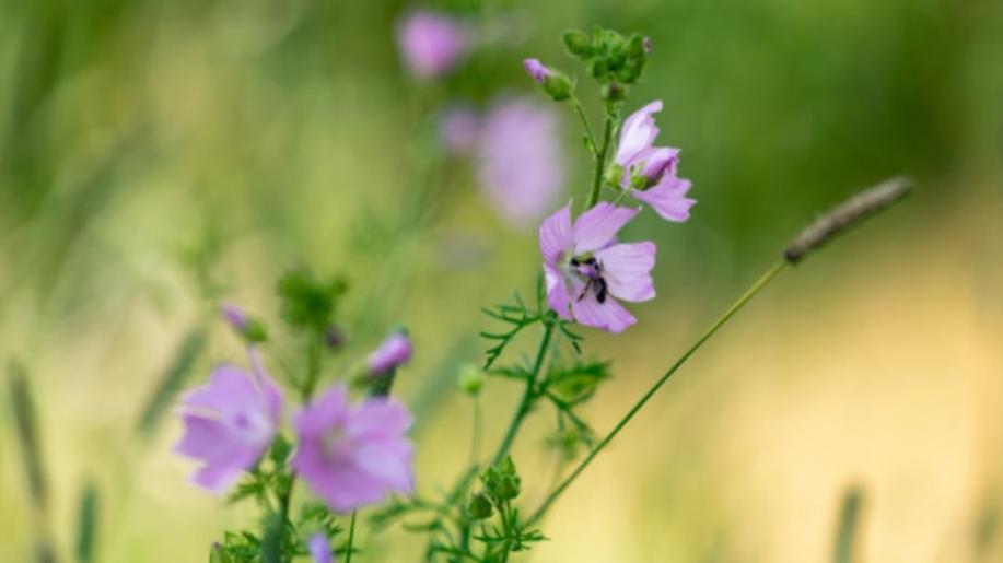 Odolné ekosystémy a ochrana druhů rostlin i živočichů. Vláda schválila dlouhodobou strategii ochrany biologické rozmanitosti České republiky do roku 2050