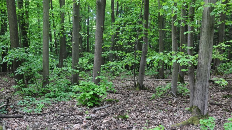 Už víme, jak spolehlivě rozlišit lípu srdčitou a lípu velkolistou