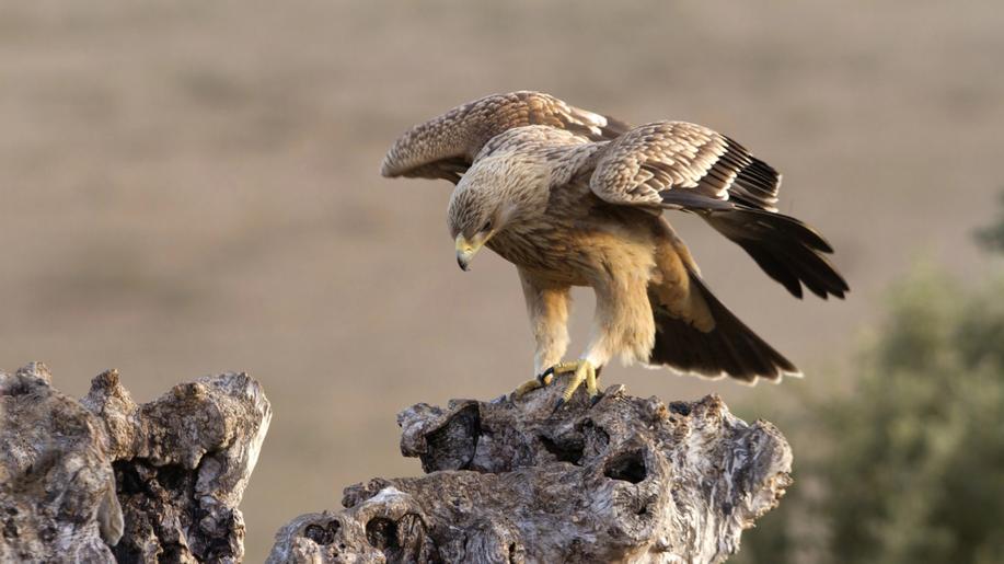 Ornitologové v ČR evidovali 34 párů orlů královských, jádrem výskytu je Soutok