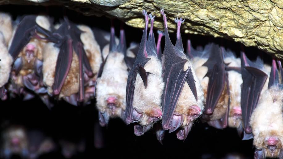 V Javoříčských jeskyních budou 1. listopadu uspávat netopýry