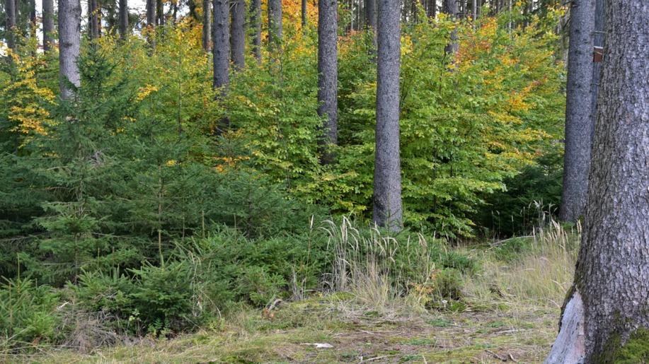 Smrk nebo buk? Smíšené lesy jsou stabilnější než monokultury