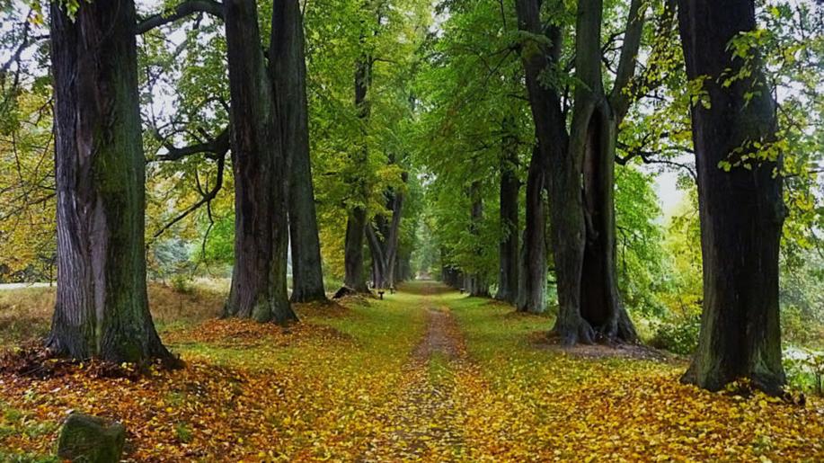 Odstartovalo hlasování v jubilejním 15. ročníku ankety Alej roku. Veřejnost nyní rozhodne o vítězce mezi 59 nominovanými 