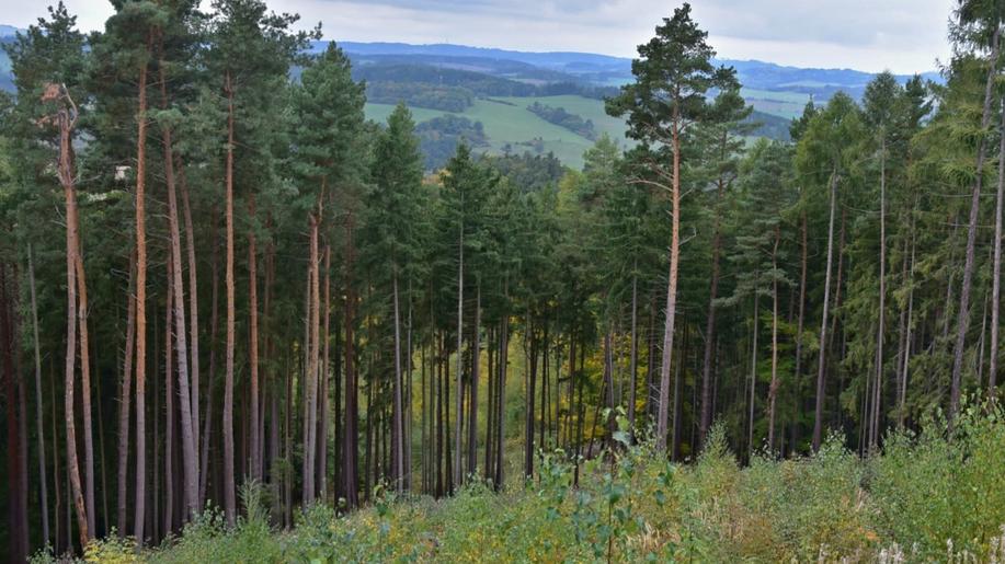 Selekcí borovice lesní získáváme vyšší kvalitu a dostatečnou odolnost pro naše hospodářské lesy