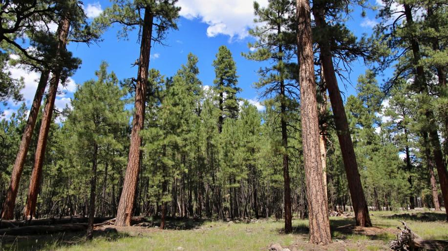 Borovice těžká v evropském lesnictví: potenciál a doporučení pro praxi