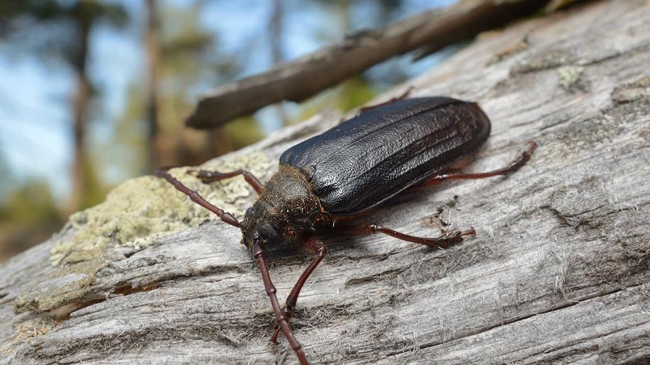 Na Šumavě se na dvou desítkách míst vyskytuje vzácný brouk trnoštítec horský