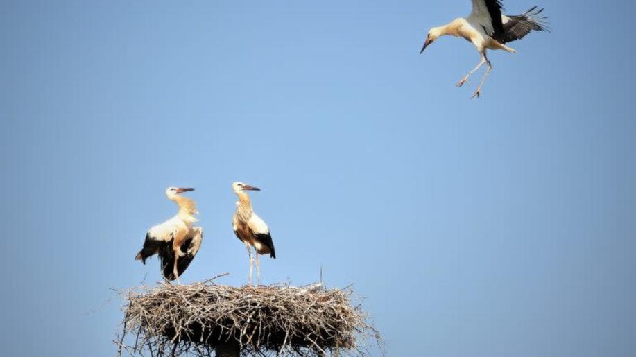 Úspěšný rok čápů bílých: mláďata vylétla z více než 830 hnízd