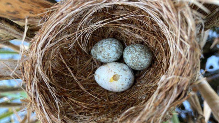 Tajemství kukaččích vajec: samice určují barvu, otcové mohou ovlivnit skvrnitost