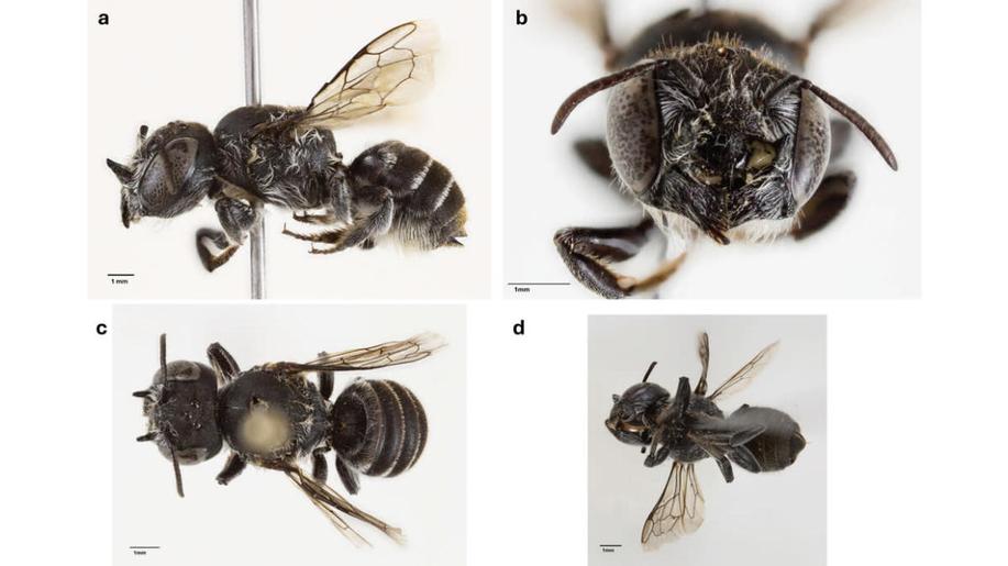Australská vědkyně objevila nový druh včely s malými rohy, dala mu název Lucifer