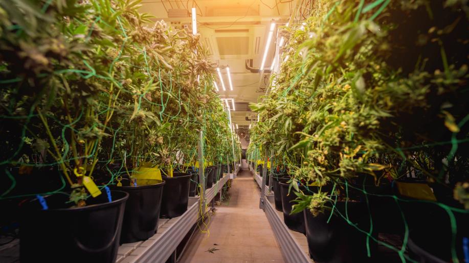 Přírodovědecká fakulta otevře v botanické zahradě výstavu, hlavní roli má plevel