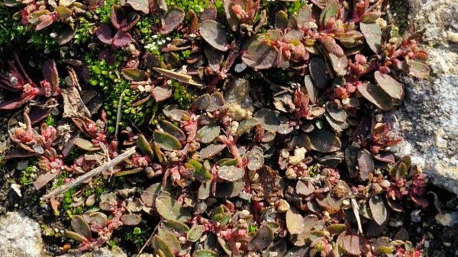 V NP Podyjí přibývají nové druhy rostlin, botanici tam našli i nenápadný pryšec