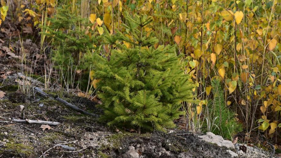 Přirozená obnova smrku na výsypkách je úspěšnější než technická rekultivace