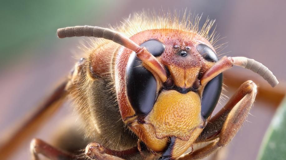 Včelaři ve Francii bojují s rostoucí populací invazivní sršně asijské
