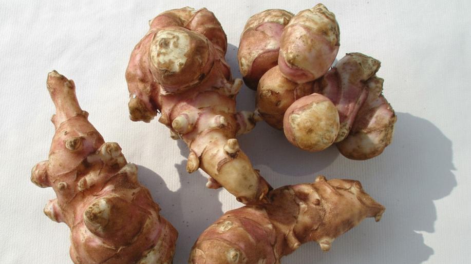 Nová česká odrůda topinamburu Ruztop