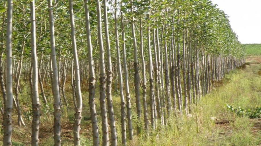 Rychle rostoucí dřeviny přinášejí nový život bývalým uhelným krajinám