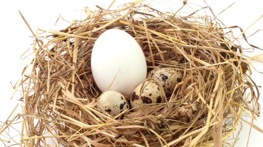AI pomáhá vědcům odhalovat parazitická vejce nakladená do cizích hnízd