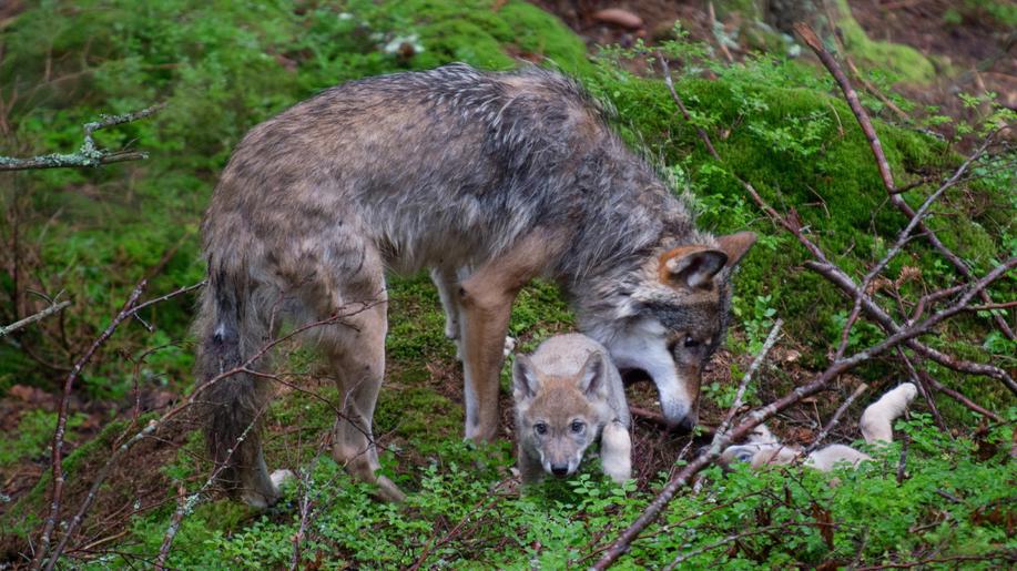 Monitoring potvrdil narození několika vlčích mláďat v různých oblastech ČR