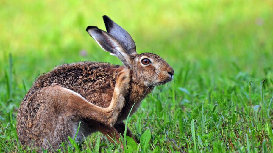 Na Kroměřížsku se u zajíců objevila brucelóza, která je přenosná i na člověka