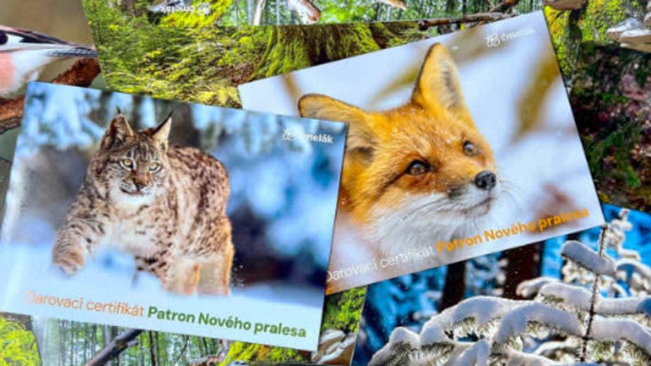 Umělá inteligence pomáhá chránit přírodu