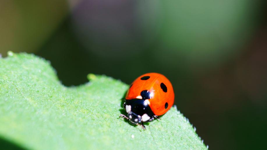 Kolínské muzeum otevře druhou část stálé přírodovědné expozice Svět hmyzu