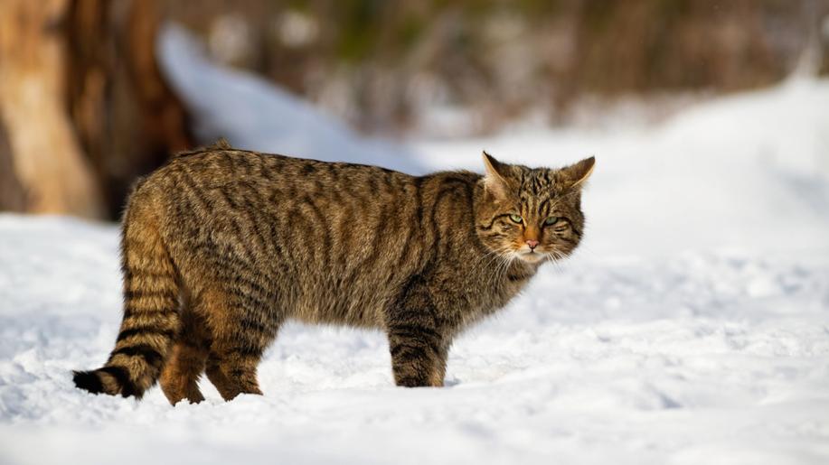 Kočka divoká je zpět: v Lužických horách letos úspěšně vyvedla mláďata