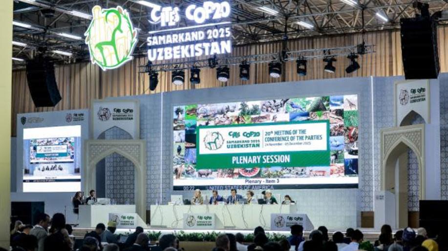 Gazely dorkas, okapi, žraloci, rejnoci manty nebo leguáni mořští. Konference k úmluvě CITES v Uzbekistánu schválila přísnější ochranu pro vybrané druhy ohrožené nelegálním obchodem