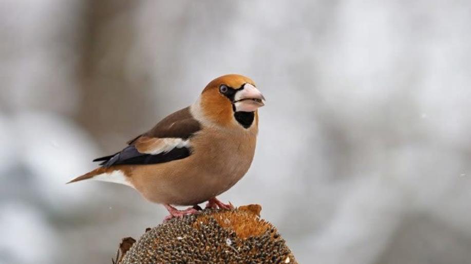 Vánoce i pro ptáky: ornitologové radí, co nasypat do krmítek