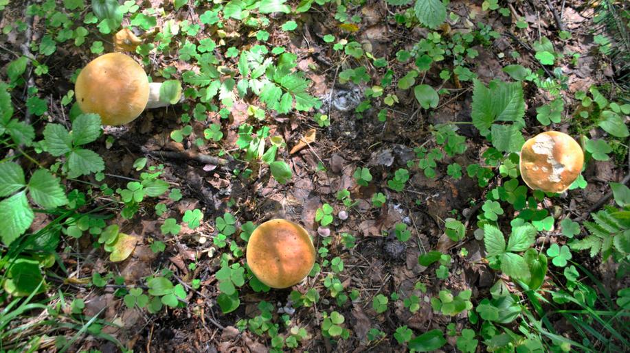 Odborníci objevili v cihelně na Kutnohorsku 150 druhů hub, z toho 11 vzácných