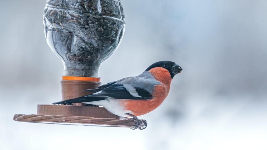 Blíží se Ptačí hodinka. Jak ptákům při krmení neublížit? 