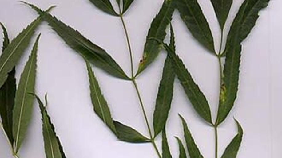 Mendelova univerzita koordinuje projekt na ochranu ohroženého jasanu úzkolistého