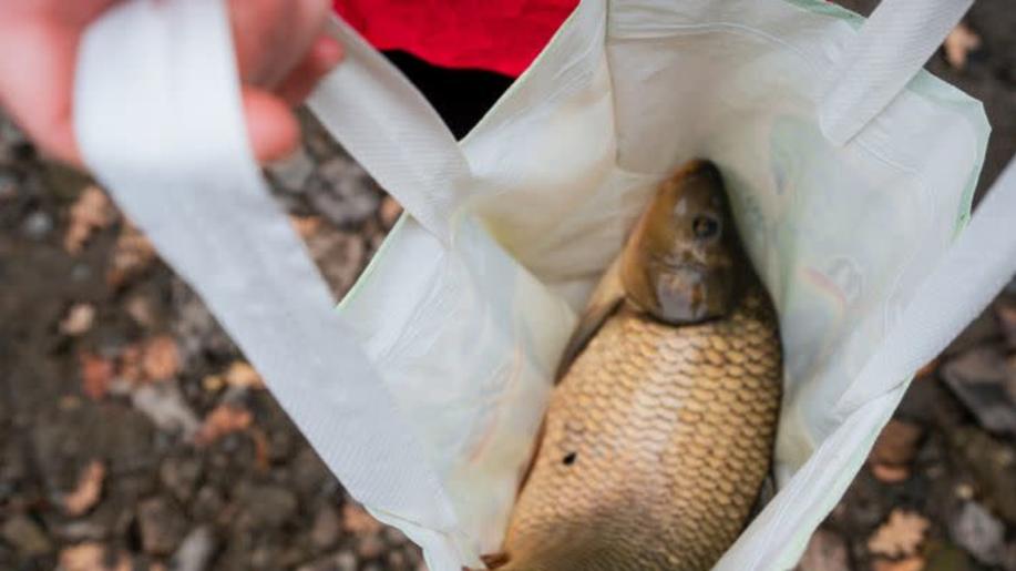 Kampaň za ukončení prodeje živých kaprů do igelitek pokračuje novou peticí