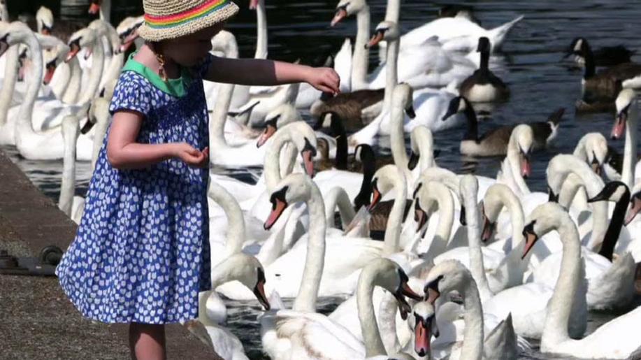 INFEKCE: Ptačí chřipka - nekrmte nejen labutě, nejen pečivem