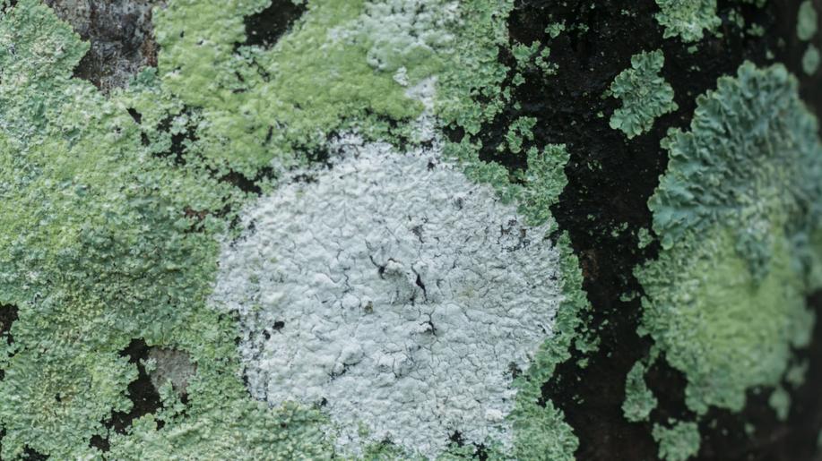 Pražské oázy biodiverzity: v hlavním městě lze stále objevovat v Česku dosud neznámé lišejníky