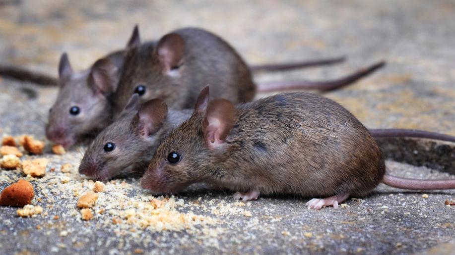 Virus přenášený hlodavci může v přírodě přetrvávat překvapivě dlouhou dobu