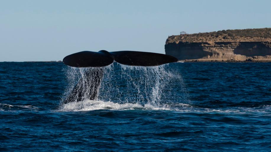 Vzácné velryby černé mají tuto sezonu více mláďat, stále ale mohou vyhynout