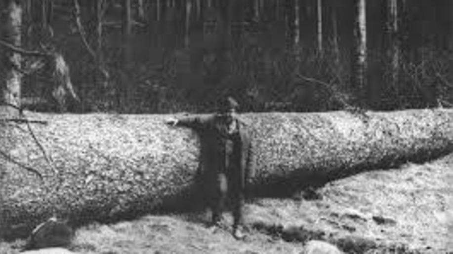 Král smrků býval vládcem památných stromů v ČR