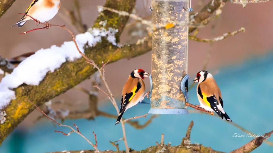 V pátek startuje Ptačí hodinka! Zapojte se do osmého ročníku sčítání ptáků na krmítkách