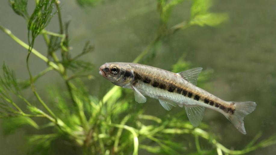 Ochránci chtějí na Vysočině zlepšit podmínky pro střevle potoční, skoro vymizely