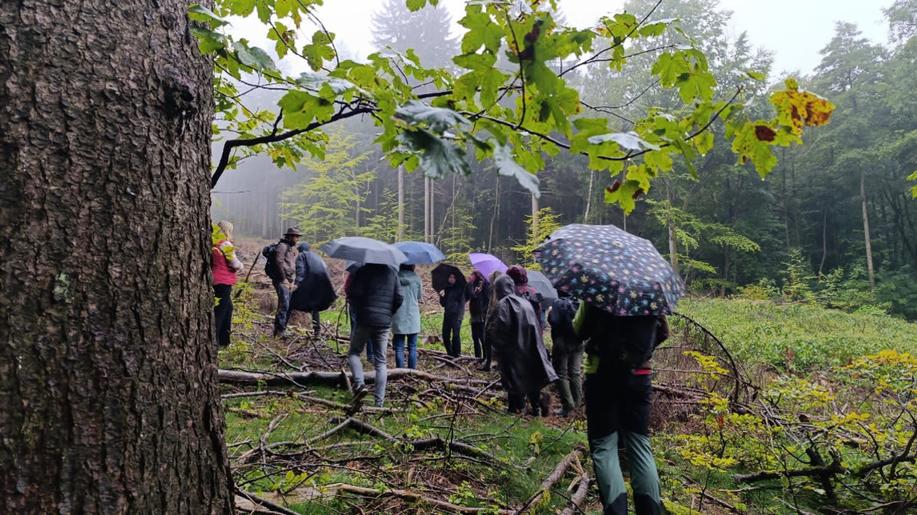 Čmelák rozšíří Nový prales o další 4,5 hektaru