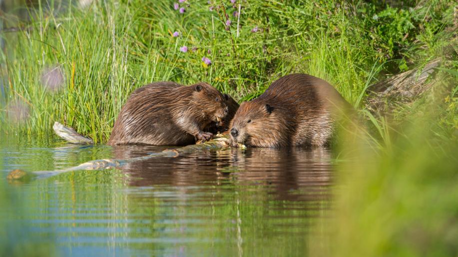 Náhrady za škody způsobené chráněnými zvířaty na Vysočině byly loni 5,1 mil.Kč