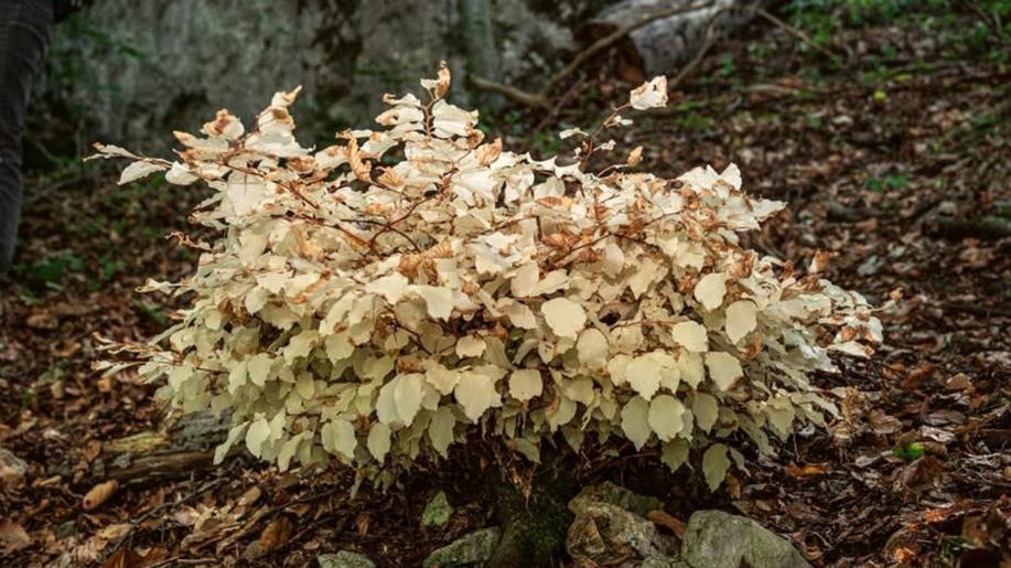 Bílý buk z Moravského krasu: jak může strom žít 30 let bez fotosyntézy