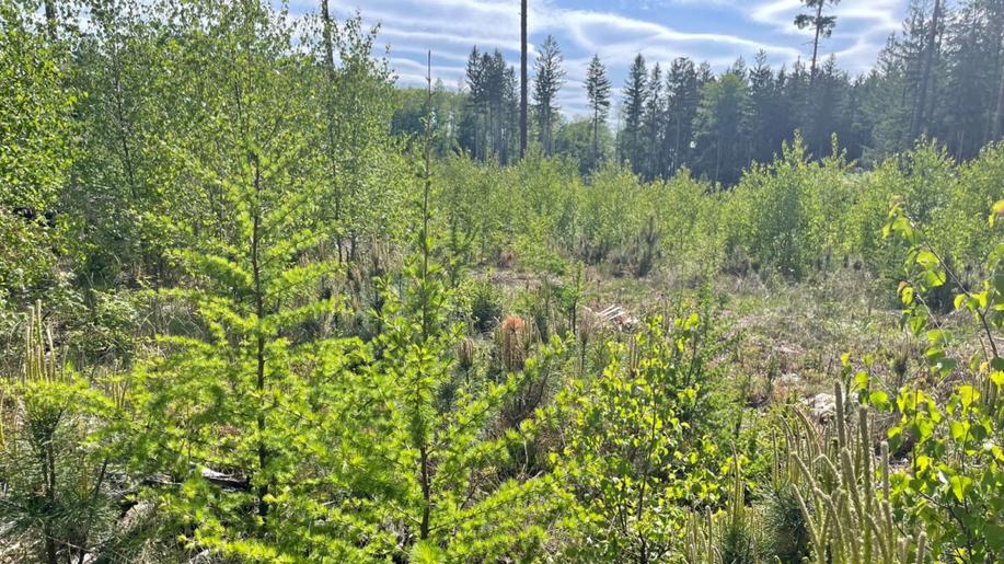 Pro správnou obnovu kalamitních holin je nutné pečlivě vybrat vhodné dřeviny