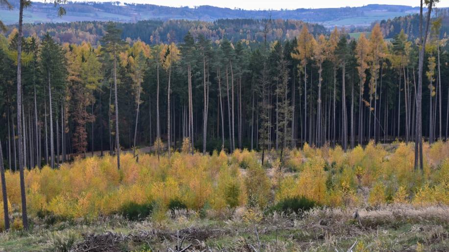 Jak postupovat při obnově lesa na kalamitních holinách