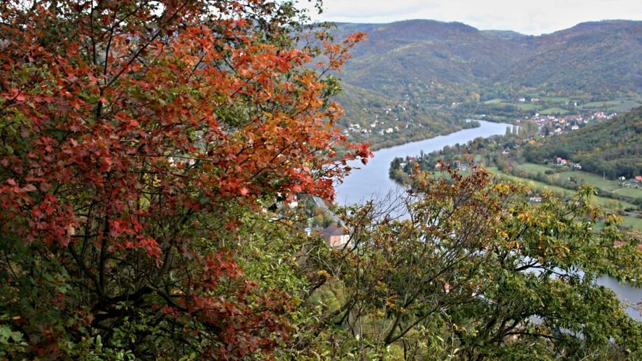 Populace jeřábu břeku v Čechách se geneticky liší od populací jeřábu břeku na Moravě